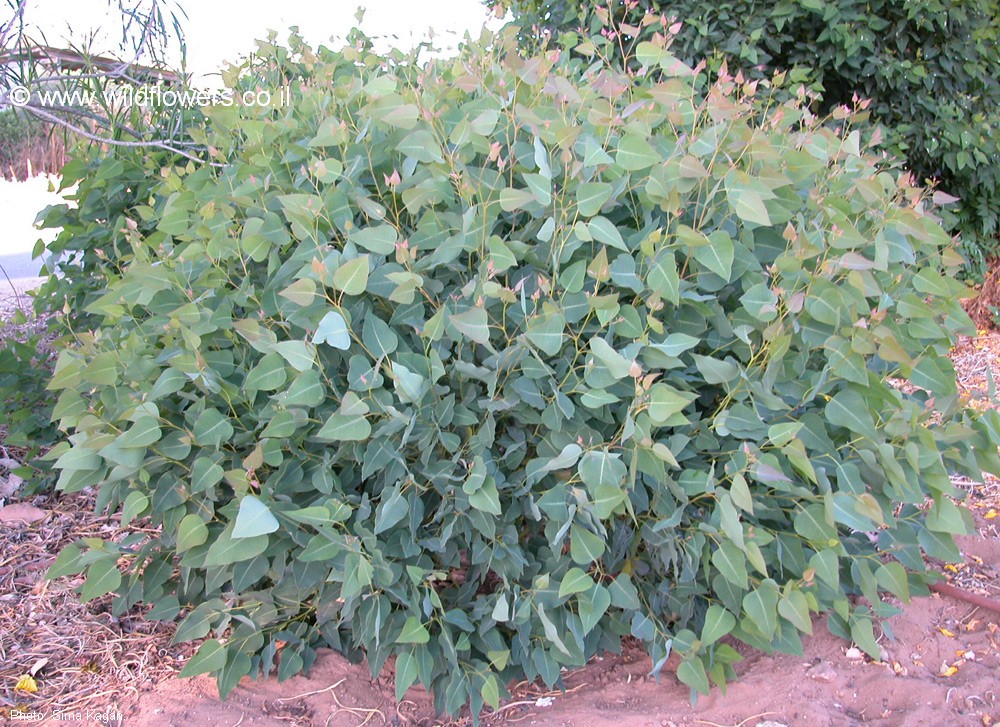 Eucalyptus gomphocephala 'Kaduri-KLL'